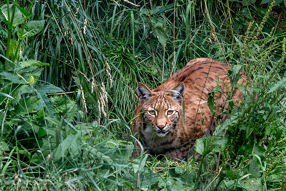Wildpark Mautern