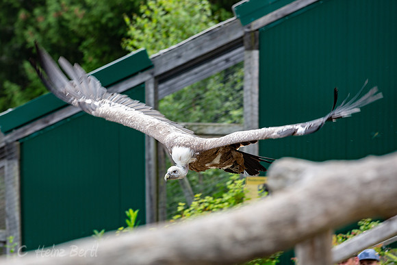 Wildpark Mautern