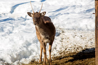 Wildgehege Walcherhof