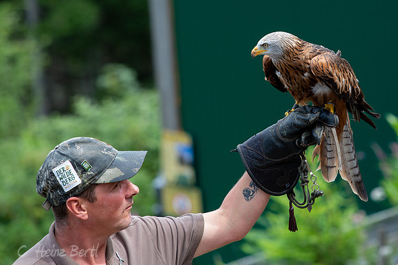 Wildpark Mautern