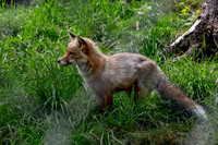 Wildpark Mautern