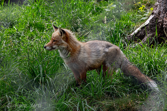 Wildpark Mautern