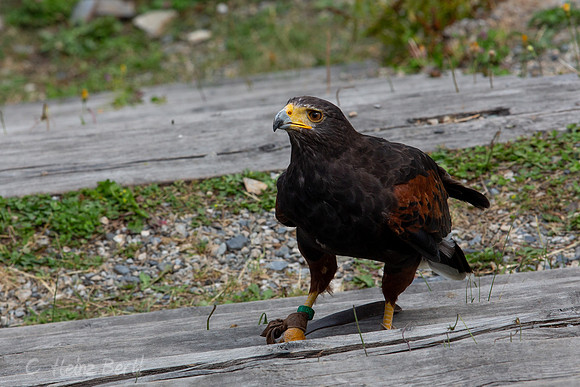 Wildpark Mautern