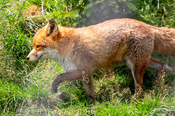 Wildpark Mautern