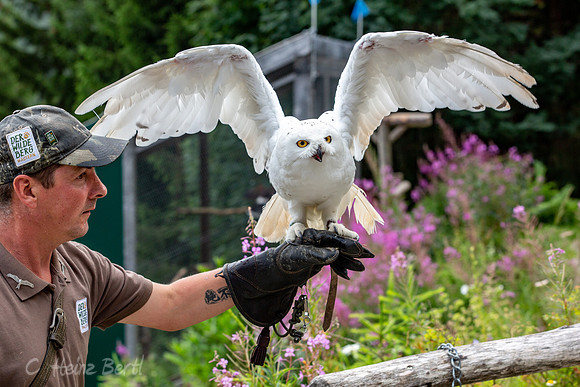 Wildpark Mautern