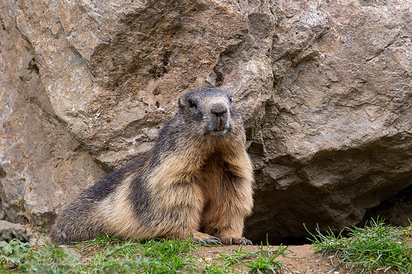 Wildpark Mautern