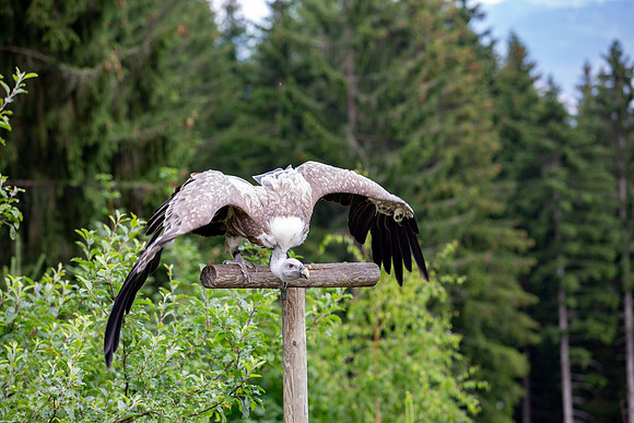 Wildpark Mautern