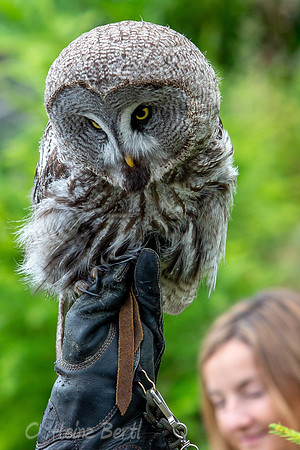 Wildpark Mautern