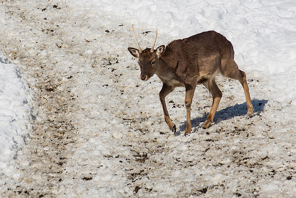 Wildgehege Walcherhof