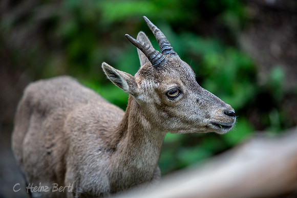 Wildpark Mautern