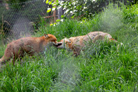 Wildpark Mautern