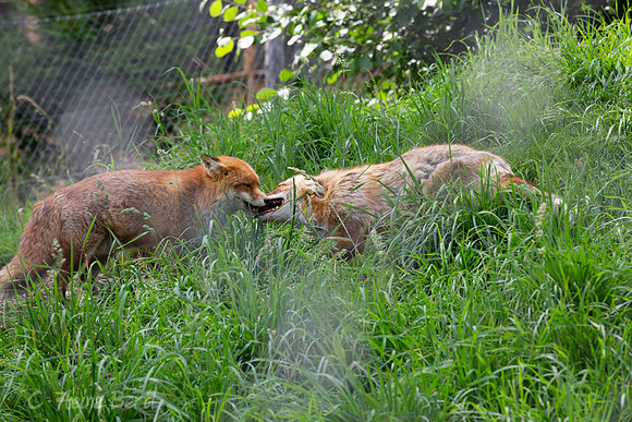 Wildpark Mautern