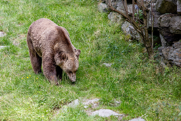 Wildpark Mautern
