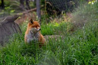 Wildpark Mautern