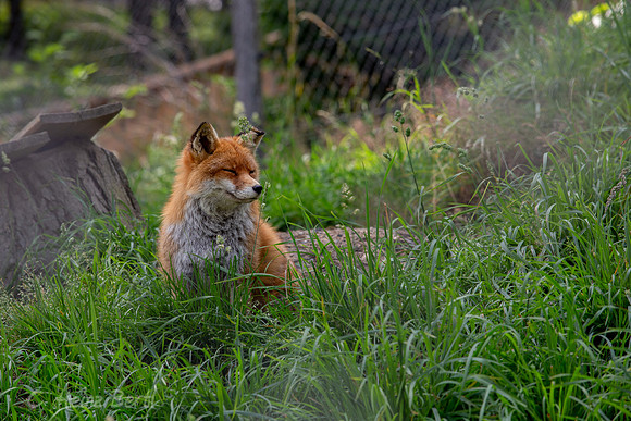 Wildpark Mautern