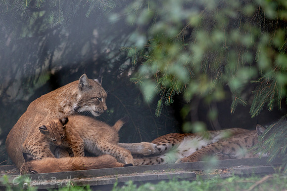 Wildpark Mautern